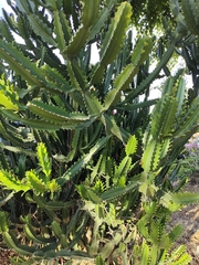 Euphorbia trigona