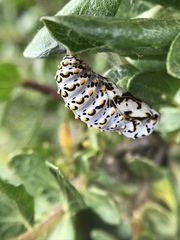 Euphydryas chalcedona