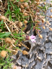 Centaurea aspera
