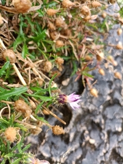 Centaurea aspera