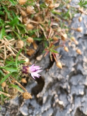 Centaurea aspera
