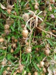 Centaurea aspera