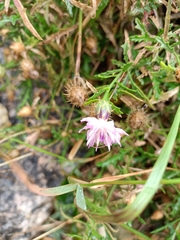 Centaurea aspera