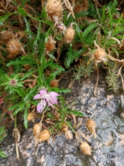 Centaurea aspera