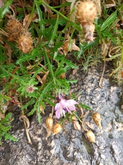 Centaurea aspera