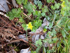 Ranunculus taisanensis