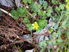 Ranunculus taisanensis