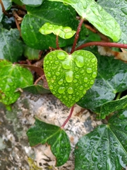 Hedera helix