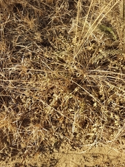 Oxytropis caespitosa