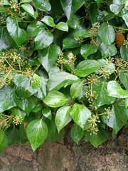 Hedera helix