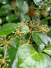 Hedera helix