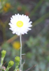 Chrysocephalum baxteri