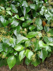 Hedera helix