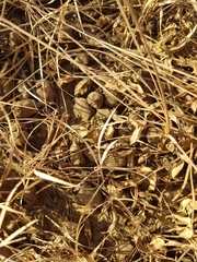 Oxytropis caespitosa