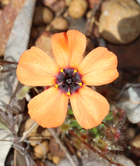 Drosera hyperostigma