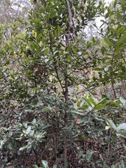 Elaeocarpus holopetalus