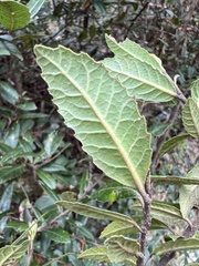 Elaeocarpus holopetalus