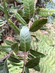 Elaeocarpus holopetalus