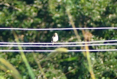 Ploceus philippinus