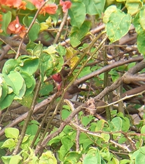 Lagonosticta rufopicta