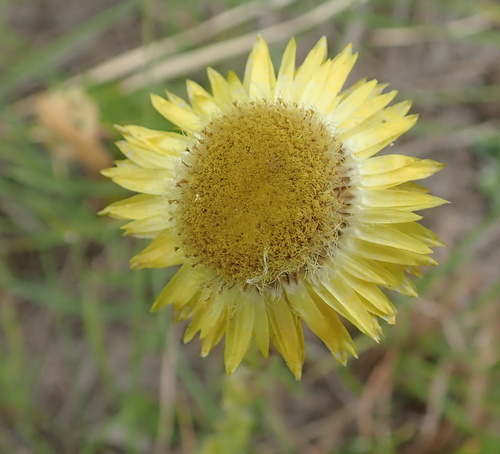 Image of Helichrysum aureum by no rights reserved