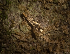 Limnaecia leptomeris