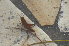 Anacridium aegyptium