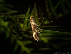 Monopis chrysogramma