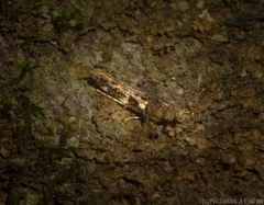 Limnaecia leptomeris