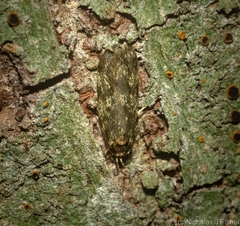 Barea phaulobrya