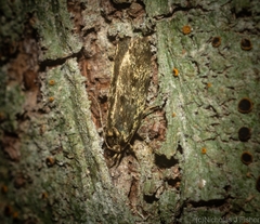 Barea phaulobrya