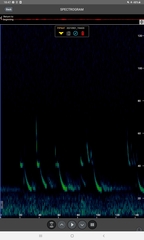 Pipistrellus nathusii