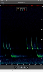 Pipistrellus nathusii