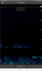 Pipistrellus nathusii