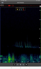 Pipistrellus nathusii