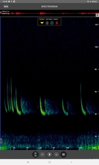 Pipistrellus nathusii