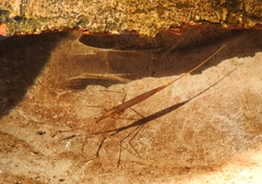 Ranatra linearis