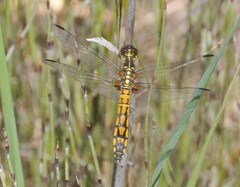 Austrothemis nigrescens