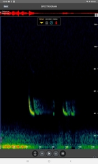 Pipistrellus nathusii