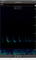 Pipistrellus nathusii