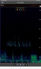 Pipistrellus nathusii
