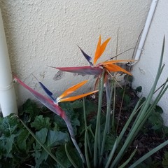 Strelitzia juncea