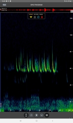 Pipistrellus nathusii