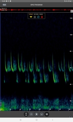 Pipistrellus nathusii