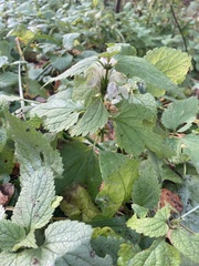 Lamium album