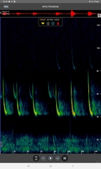 Pipistrellus nathusii