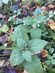 Lamium album
