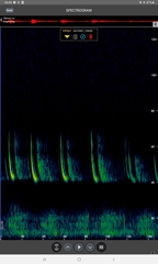 Pipistrellus nathusii