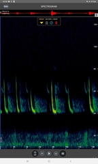 Pipistrellus nathusii