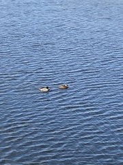 Anas platyrhynchos